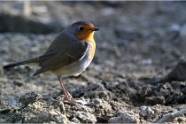 Cugnaux 16-10-11 2673   Photos ACG 2016