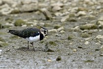 Cugnaux 16-10-11 2768   Photos ACG 2016