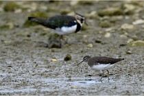 Cugnaux 16-10-11 2771   Photos ACG 2016