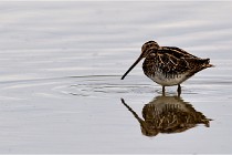 Cugnaux 16-10-11 2784   Photos ACG 2016