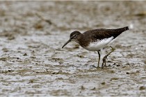 Cugnaux 16-10-11 2810   Photos ACG 2016