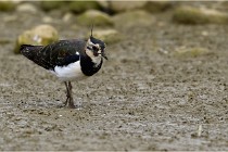 Cugnaux 16-10-11 2816   Photos ACG 2016