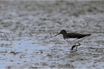 Cugnaux 16-10-11 2848   Photos ACG 2016