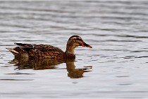 Cugnaux 16-10-11 2892   Photos ACG 2016