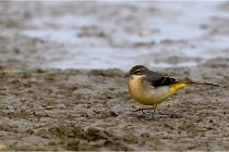 Cugnaux 16-10-11 2924   Photos ACG 2016