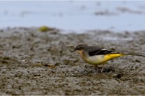 Cugnaux 16-10-11 2933   Photos ACG 2016