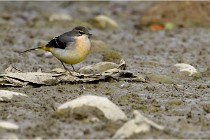 Cugnaux 16-10-11 2958   Photos ACG 2016