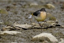 Cugnaux 16-10-11 2964   Photos ACG 2016