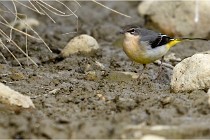 Cugnaux 16-10-11 2968   Photos ACG 2016