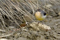 Cugnaux 16-10-11 2971   Photos ACG 2016