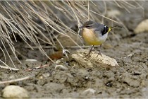 Cugnaux 16-10-11 2972   Photos ACG 2016