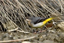 Cugnaux 16-10-11 2973   Photos ACG 2016