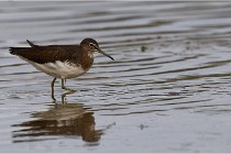 Cugnaux 16-10-11 2980   Photos ACG 2016