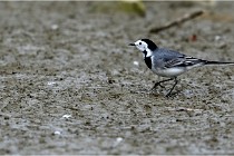 Cugnaux 16-10-11 3029   Photos ACG 2016