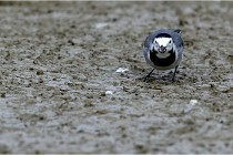 Cugnaux 16-10-11 3033   Photos ACG 2016