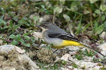 Cugnaux 16-10-11 3041   Photos ACG 2016