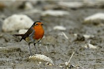 Cugnaux 16-10-11 3047   Photos ACG 2016