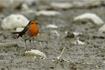 Cugnaux 16-10-11 3048   Photos ACG 2016