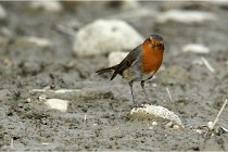 Cugnaux 16-10-11 3050   Photos ACG 2016