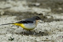 Cugnaux 16-10-11 3057   Photos ACG 2016