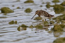 Cugnaux 16-10-11 3065   Photos ACG 2016