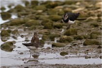 Cugnaux 16-10-11 3857   Photos ACG 2016