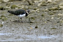 Cugnaux 16-10-11 3875   Photos ACG 2016