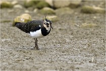 Cugnaux 16-10-11 3924   Photos ACG 2016