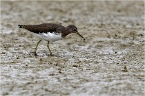 Cugnaux 16-10-11 3934   Photos ACG 2016