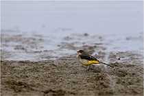 Cugnaux 16-10-11 4021   Photos ACG 2016