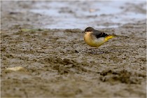 Cugnaux 16-10-11 4031   Photos ACG 2016