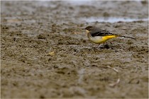 Cugnaux 16-10-11 4035   Photos ACG 2016