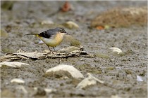 Cugnaux 16-10-11 4067   Photos ACG 2016