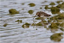 Cugnaux 16-10-11 4171   Photos ACG 2016