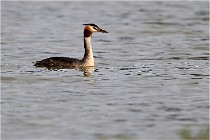 Cugnaux 16-10-11 4173   Photos ACG 2016