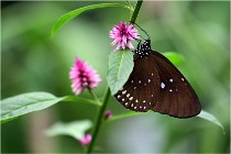 Papillons 16-11-15 006   Photos ACG 2016