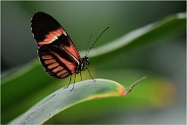 Papillons 16-11-15 010   Photos ACG 2016