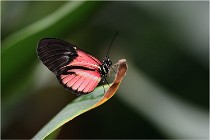 Papillons 16-11-15 013   Photos ACG 2016