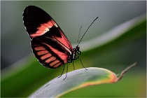 Papillons 16-11-15 014   Photos ACG 2016