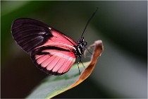 Papillons 16-11-15 017   Photos ACG 2016