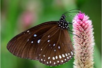 Papillons 16-11-15 024   Photos ACG 2016