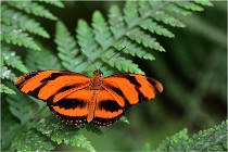 2016-11-15  Papillons Honfleur