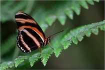 Papillons 16-11-15 039   Photos ACG 2016