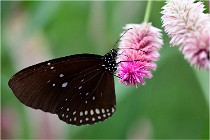 Papillons 16-11-15 045   Photos ACG 2016