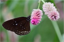 Papillons 16-11-15 046   Photos ACG 2016