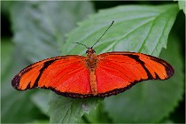 Papillons 16-11-15 068   Photos ACG 2016