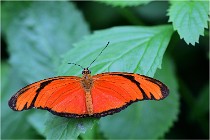 Papillons 16-11-15 070   Photos ACG 2016