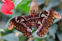 Papillons 16-11-15 072  00001 00001  Photos ACG 2016