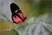 Papillons 16-11-15 075  00003  Photos ACG 2016