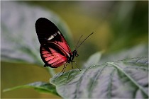 Papillons 16-11-15 079   Photos ACG 2016